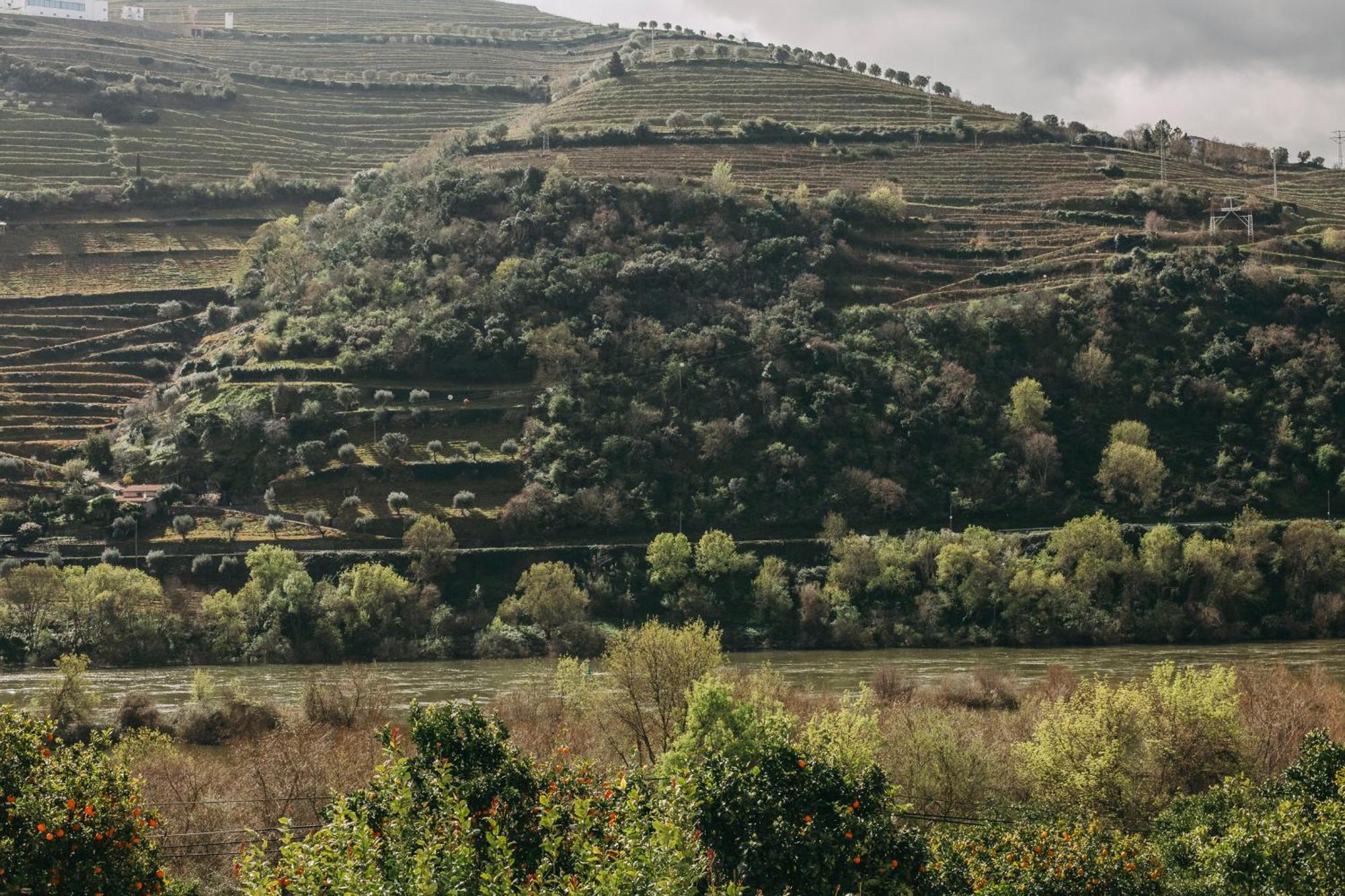 Torel Quinta Da Vacaria - Douro Valley Пезу-да-Регуа Экстерьер фото